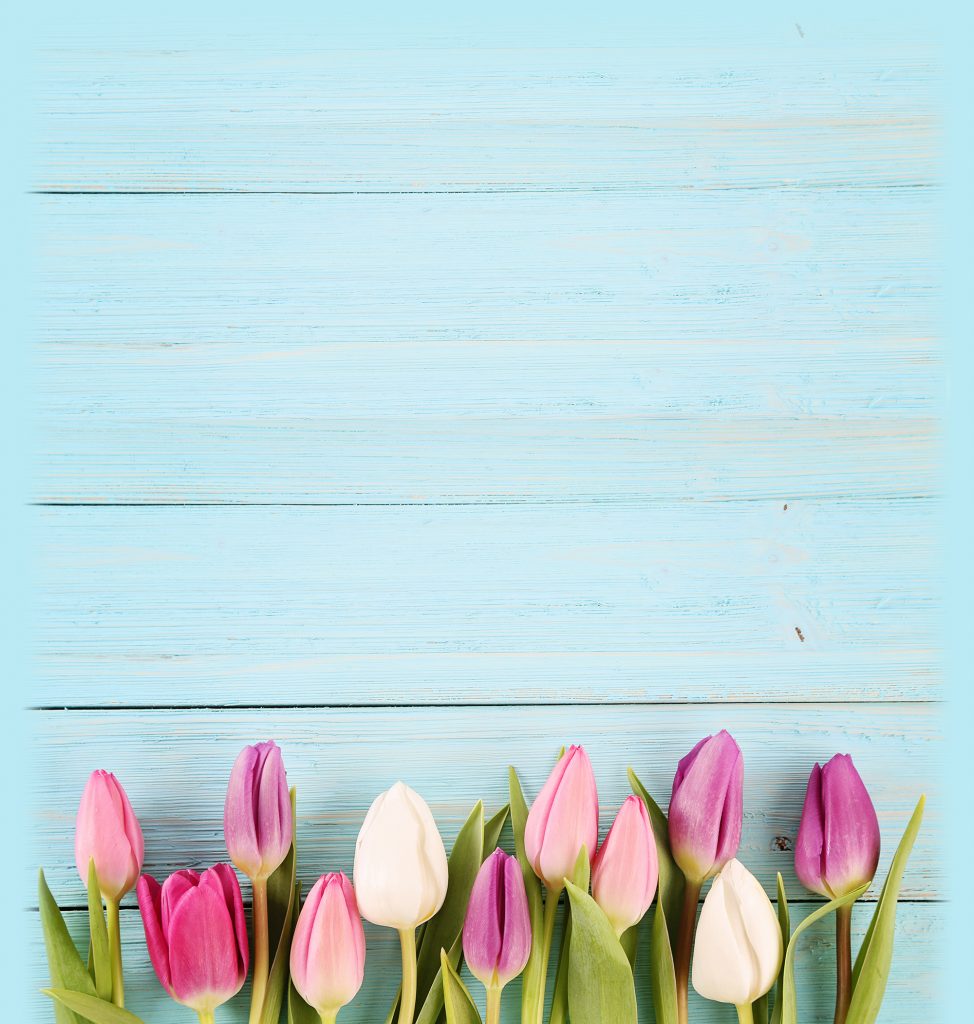 tulips are pictured against baby-blue wooden slats