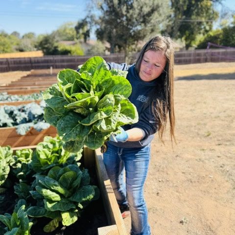 Girl harvests lettuce from community garden at Rescue Mission Alliance Central Coast.